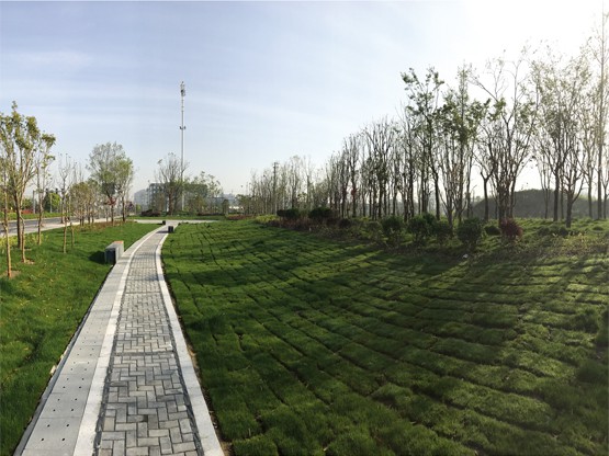 通揚路、泰鎮(zhèn)路園林綠化